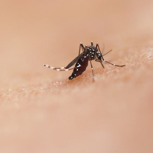 Mosquito Aedes aegypti, transmissor da dengue